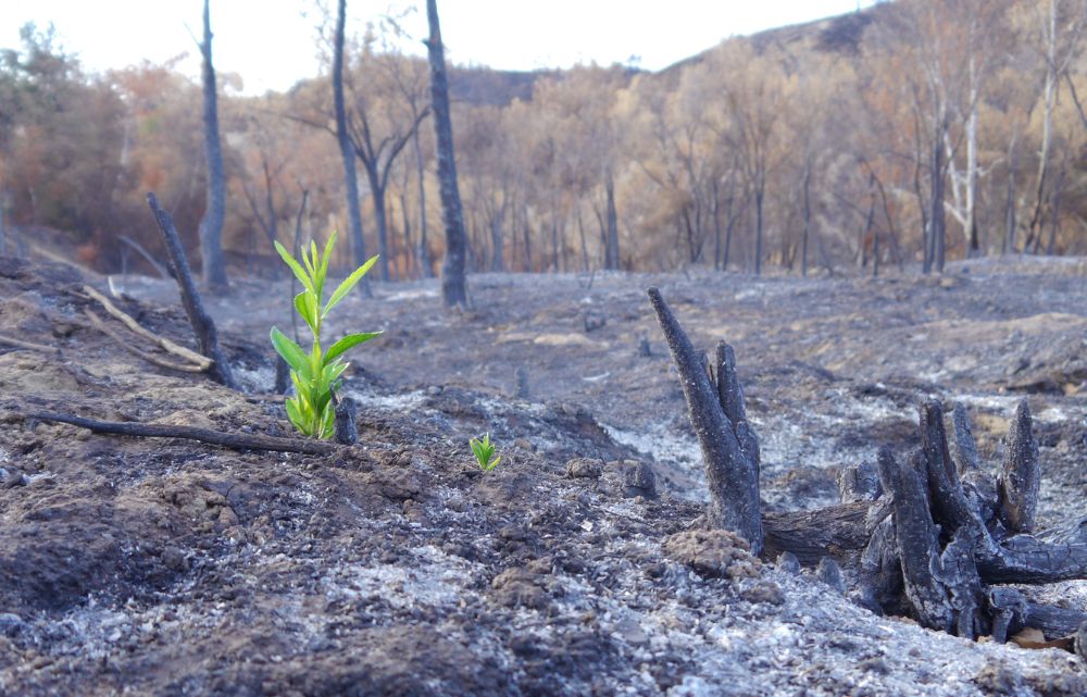 Burn Cycle, Green Return. By Ethan Turpin